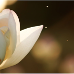 The Lotus Thai Massage by NiKKi in Ventura County, California