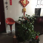 LION MASSAGE in Jacksonville, Florida LION MASSAGE in Jacksonville, Florida