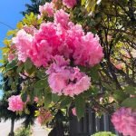 Aurora Massage Spa in Seattle-Tacoma, Washington Aurora Massage Spa in Seattle-Tacoma, Washington